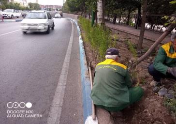 واکای درختان و درختچهها در معابر اصلی و فرعی در حال انجام است