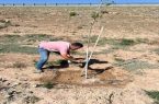 استفاده از رنگ تنه مرهم برای محافظت از درختان مسیر اتوبان غرب تبریز استفاده از رنگ تنه مرهم برای محافظت از درختان مسیر اتوبان غرب تبریز
