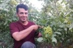 پسته کاری در آذربایجان با شعار “هر آذربایجان لی، بیر پوسته باغی”! پسته کاری در آذربایجان با شعار “هر آذربایجان لی، بیر پوسته باغی”!