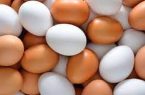 صادرات بیش از ۴ هزار تن تخم‌مرغ خوراکی از آذربایجان شرقی