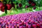 سیب مراغه در مسیر بازارهای ارو پایی